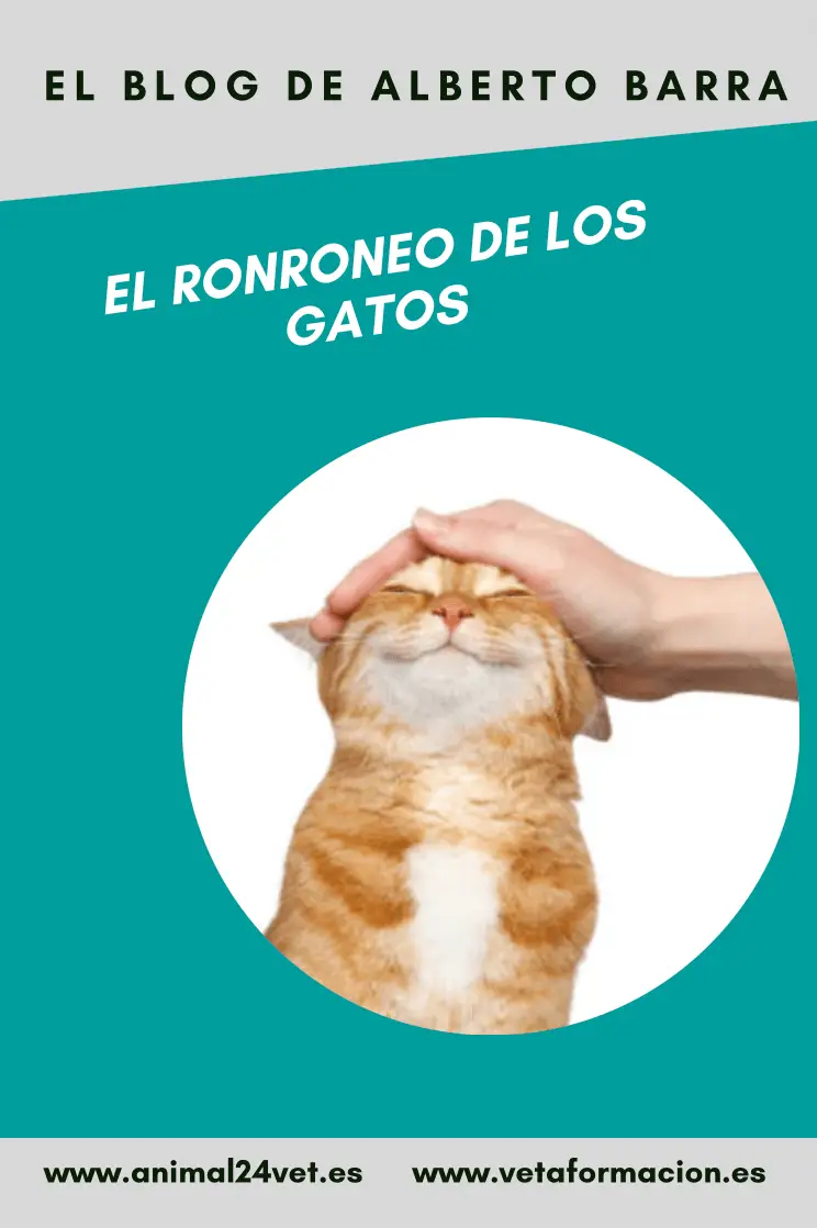 Ronroneo de los gatos