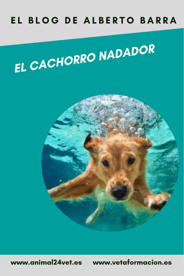 El cachorro nadador