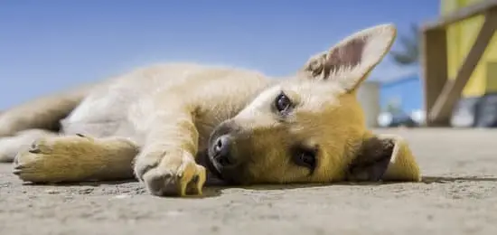 CACHORRO CON IMPOSIBILIDAD DE DEAMBULAR