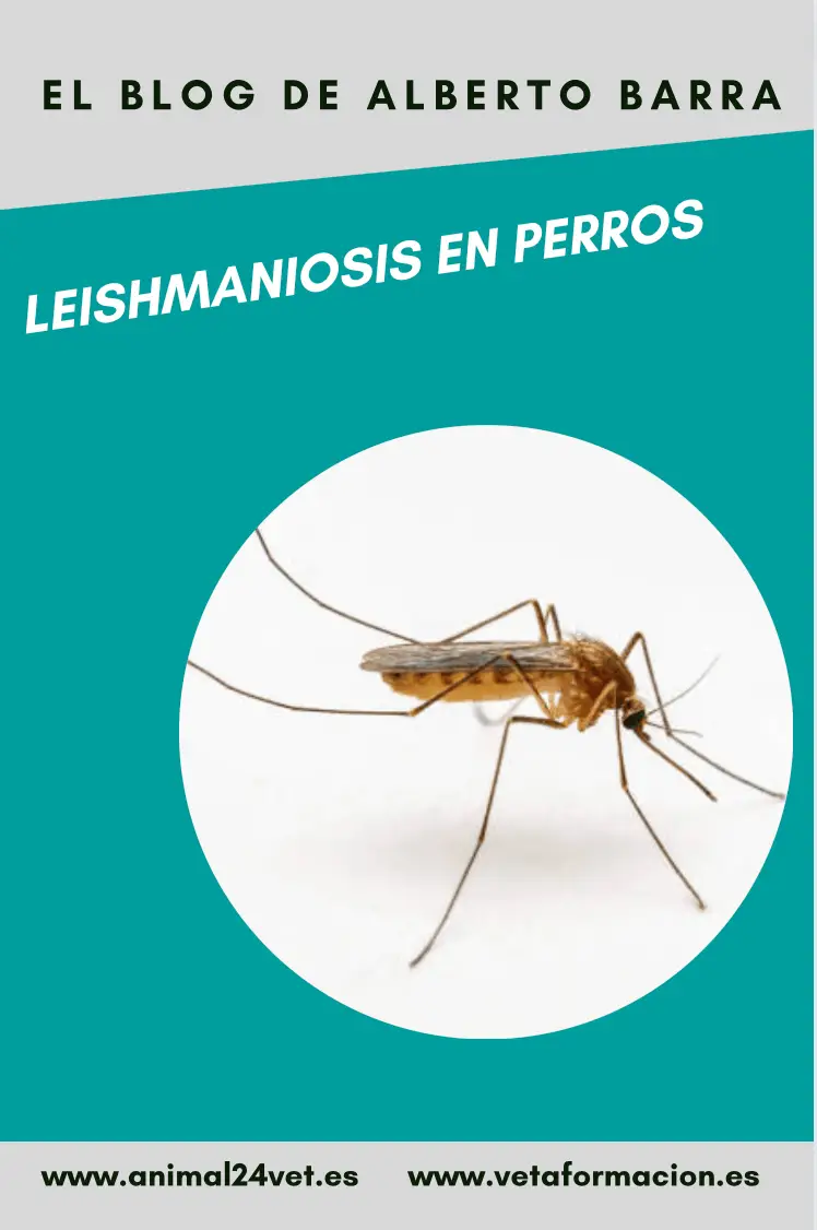 Leishmaniosis en perros