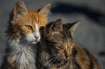 Contagio de la Inmunodeficiencia entre gatos