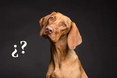 Convivir con otro perro que tenga leishmaniosis