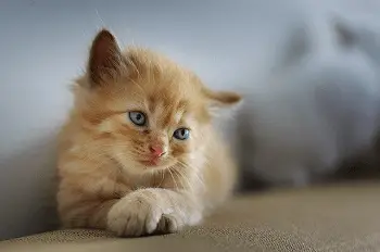 Esperanza de vida para mi gatito con inmunodeficiencia