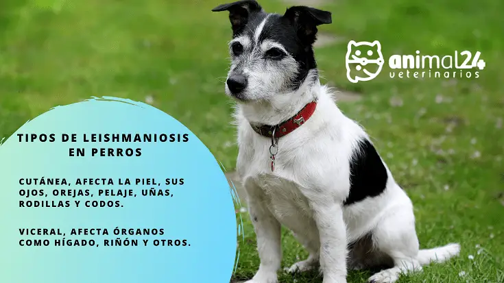 Los Tipos Leishmaniosis en Caninos