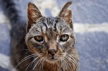 Mi gato es positivo en Inmunodeficiencia Felina