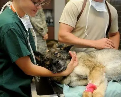 Perro tiene leishmaniosis esta enfermo