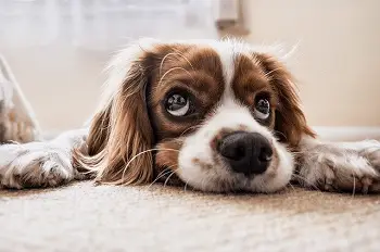 Precios Planes de Salud para perros leishmaniosis