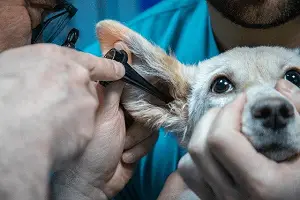 Prevención para tu perro en Clínica Veterinaria en Córdoba Animal24