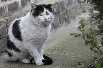 Sida en gatos y sus síntomas