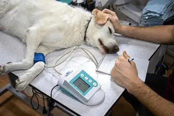 Test rápidos y diagnostico la leishmaniosis en perros