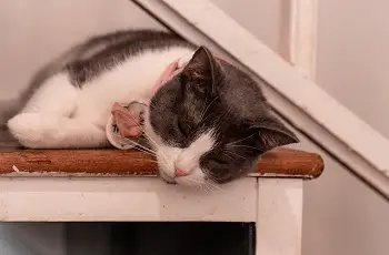 Tratamiento para la inmunodeficiencia de gatos