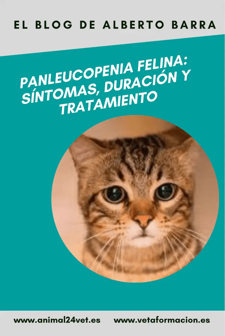 Panleucopenia felina