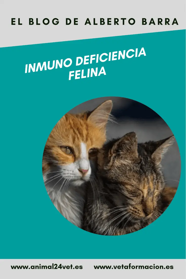 Inmunodeficiencia felina