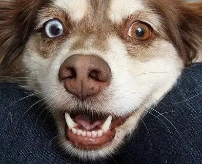 FOTO DE PERRO BOCA ABIERTA