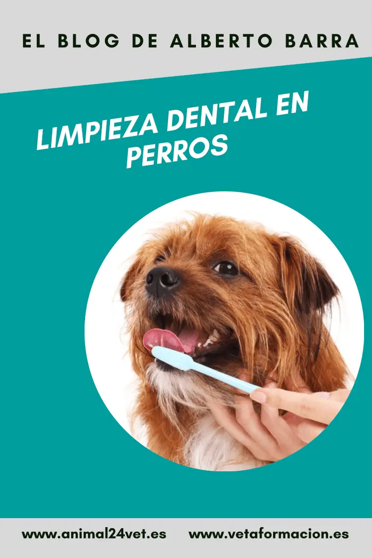 Limpieza dental en perros