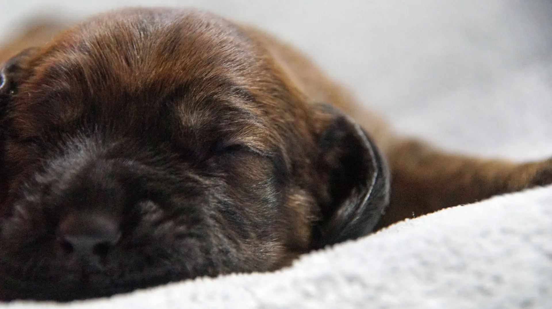 Cachorrito descansando
