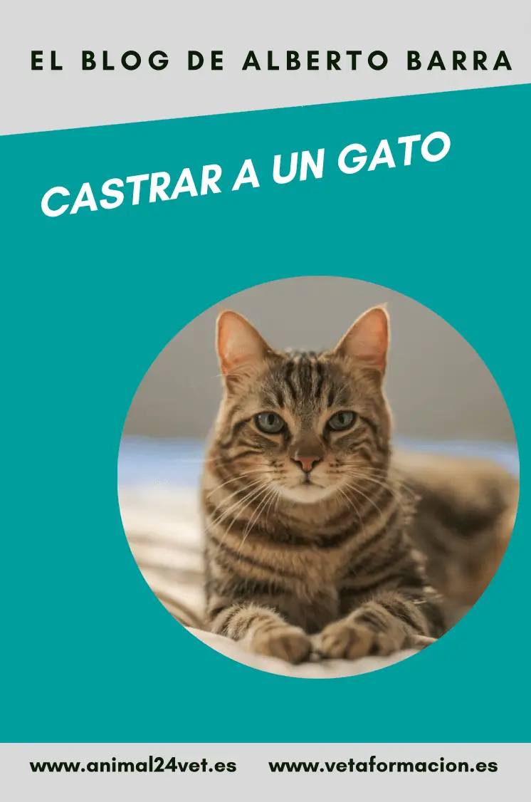 Castrar a un gato