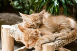 PIF en Gatos