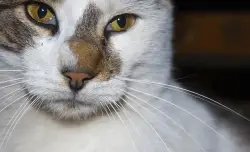 Prevención del PIF Gatos