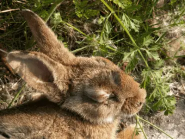 Mixomatosis en Conejos Síntomas