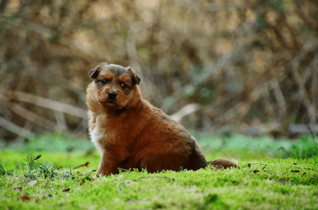 La obesidad predispone al hígado graso en perros