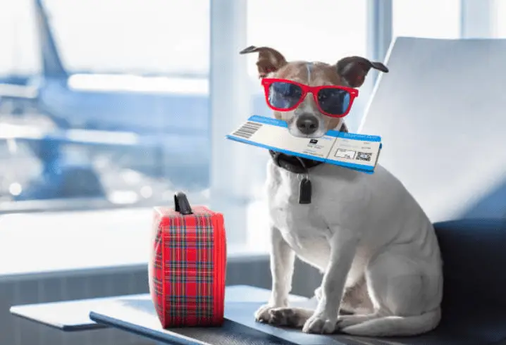 Preparar a tu mascata para viajar en avión