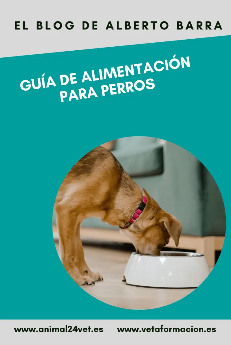 Guía de alimentación en perros