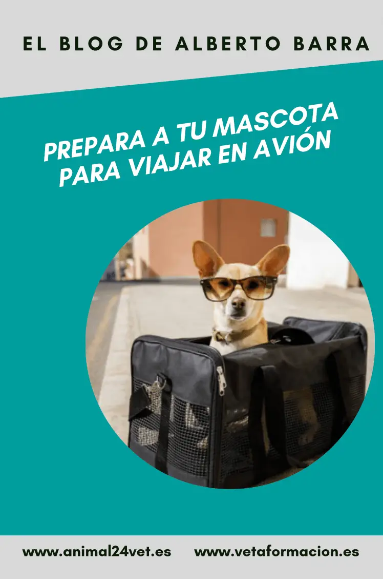 Preparar a tu mascota para viajar en avión