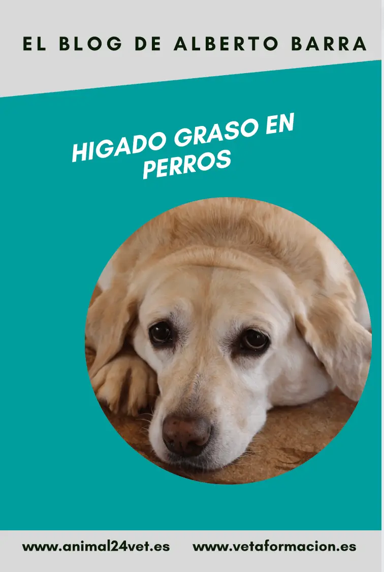 Hígado graso en perros