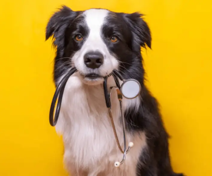 Zoonosis: enfermedades en mascotas y humanos