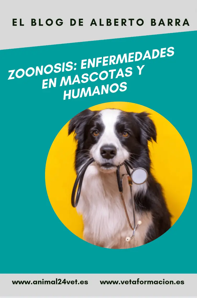 Zoonosis: enfermedades en mascotas y humanos