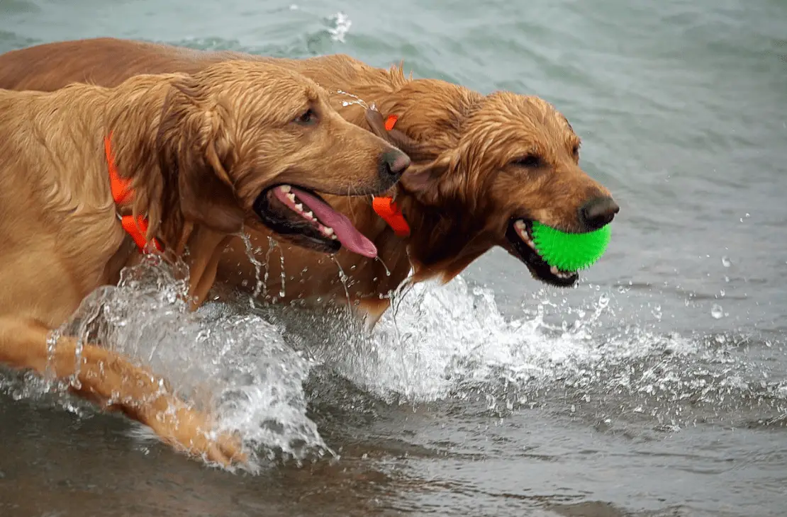 Perros en la playa