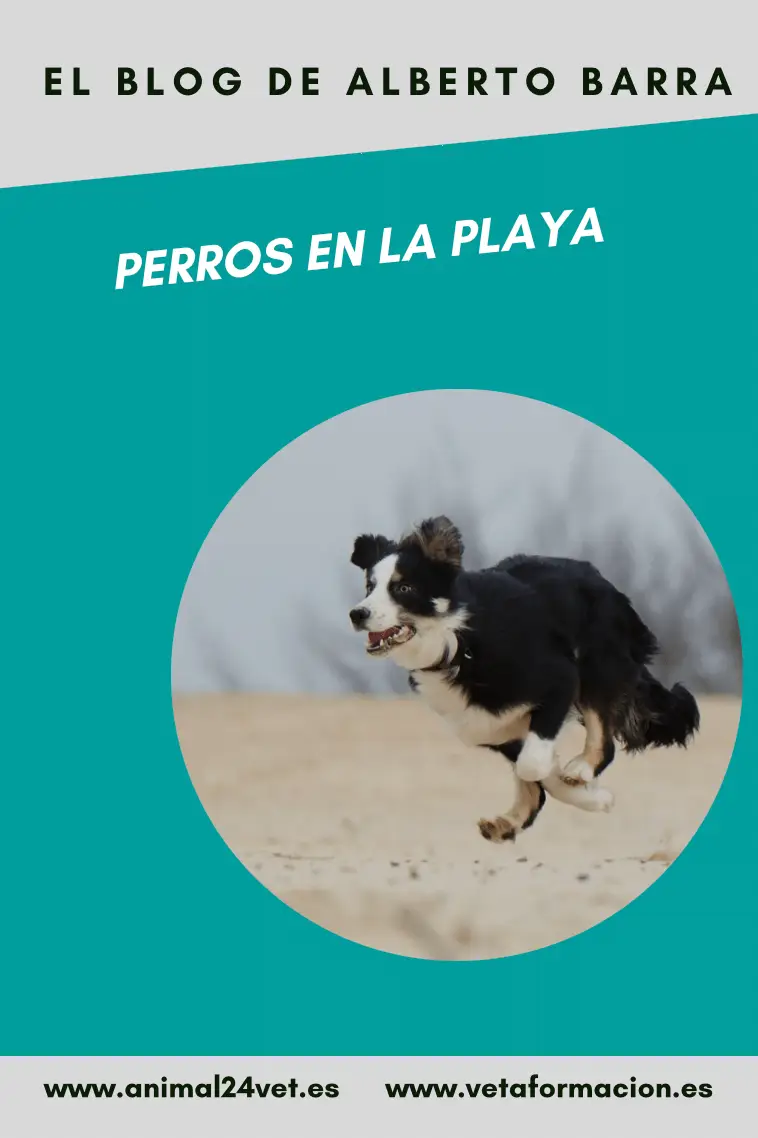 perros en la playa