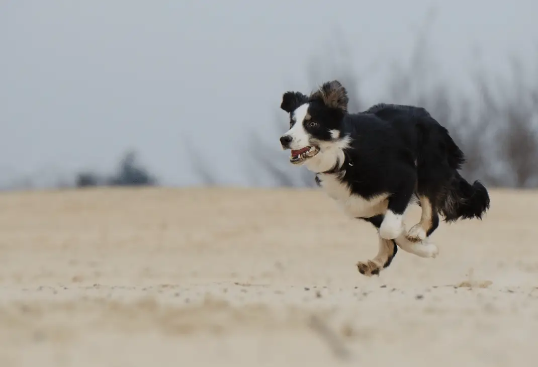 Perros en la playa