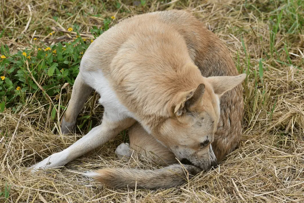 Prevenir pulgas y garrapatas en perros